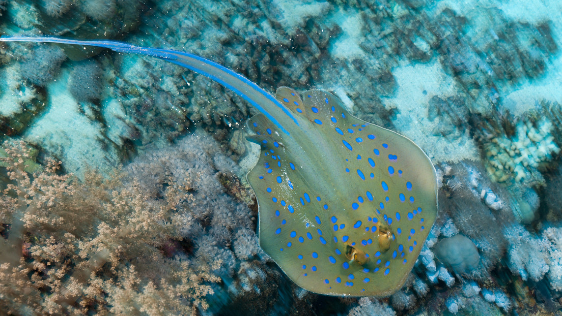 Revelan el origen de misteriosas manchas de color azul eléctrico de las rayas de arrecife