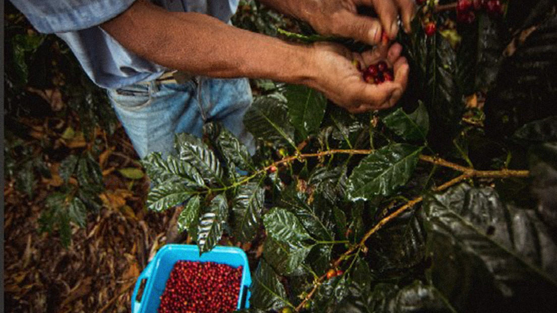 El 'café azul' que está entre los mejores de Venezuela se siembra a orillas de una carretera