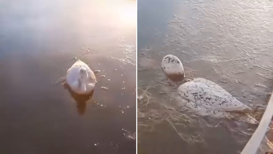 Animales se congelan en el agua por el frío extremo en Argentina (VIDEO)