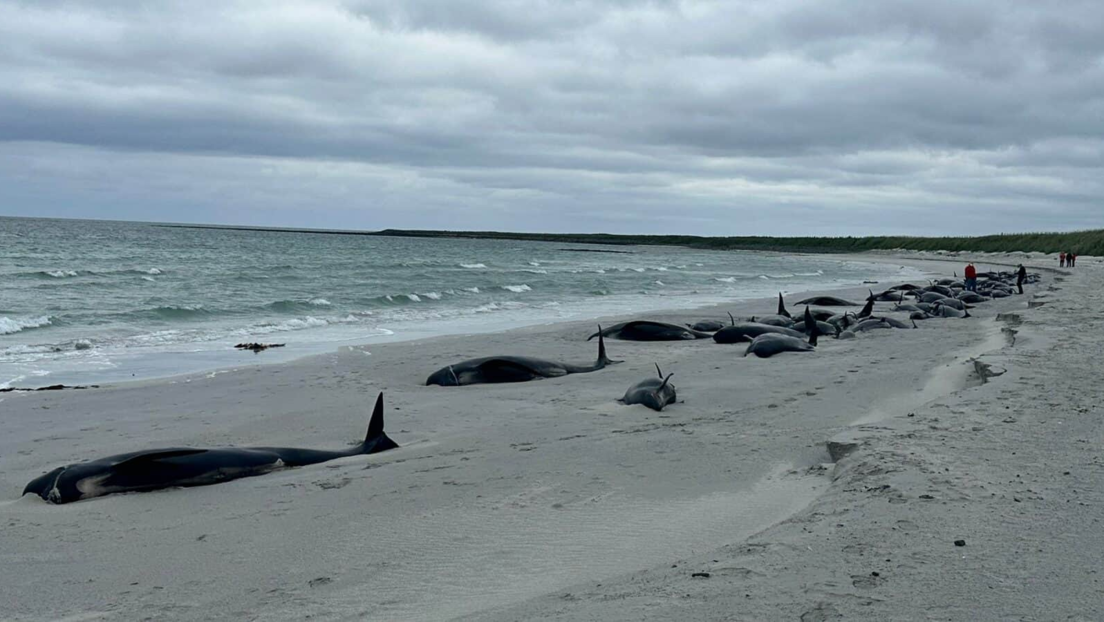 Más de 70 ballenas piloto fallecen al encallar en una isla escocesa