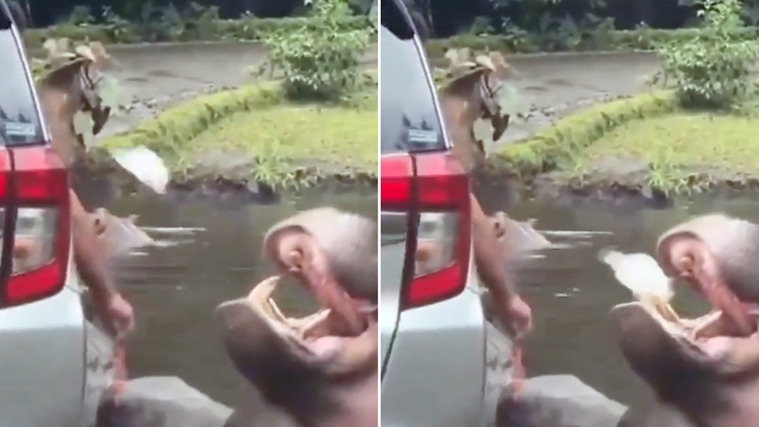 Un turista le tira una bolsa de basura a la boca de un hipopótamo y pone en peligro su vida
