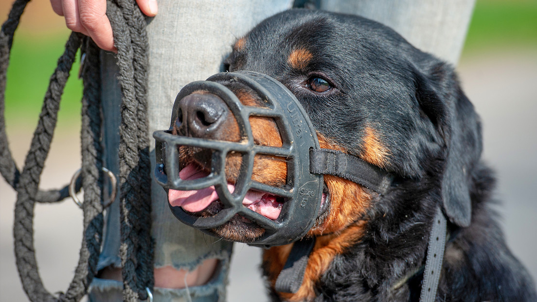 España estudia prohibir cría de perros potencialmente peligrosos