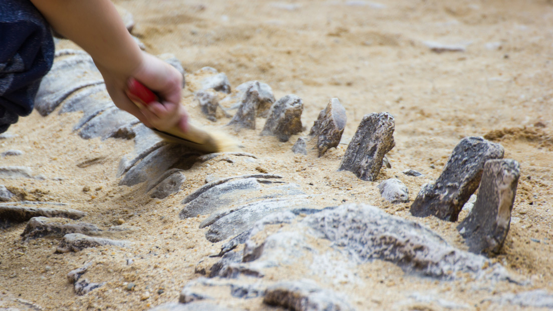 Las lluvias en Brasil dejan expuesto el fósil de uno de los dinosaurio más antiguos