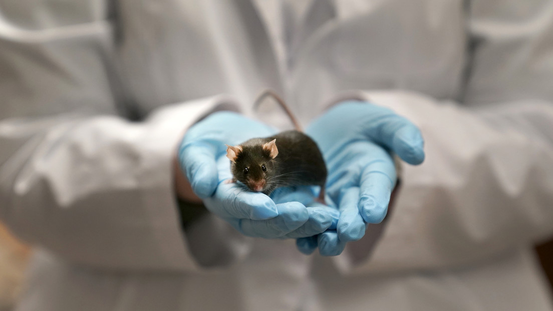 Una nueva terapia alarga en 25 % la vida de los ratones