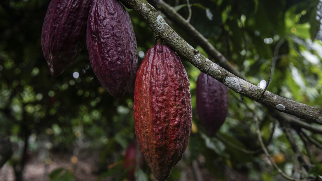 Uno de los mayores países productores de cacao se enfrenta a una crisis