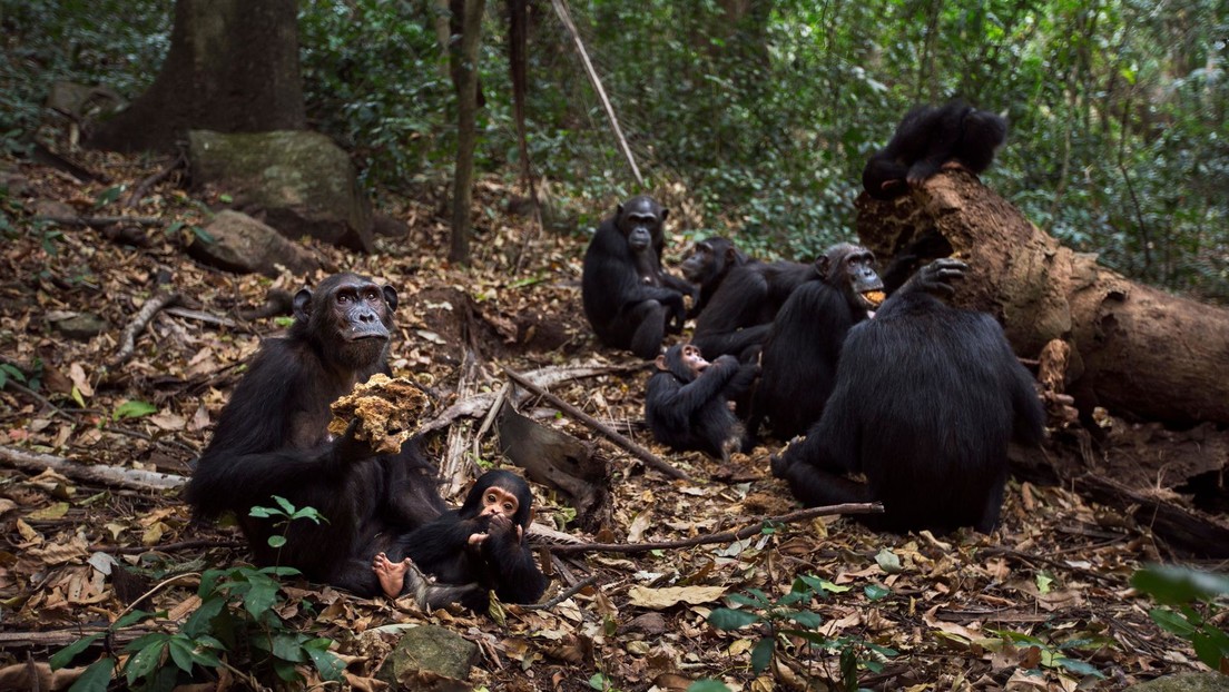 Encuentran en chimpancés una característica típica de los humanos
