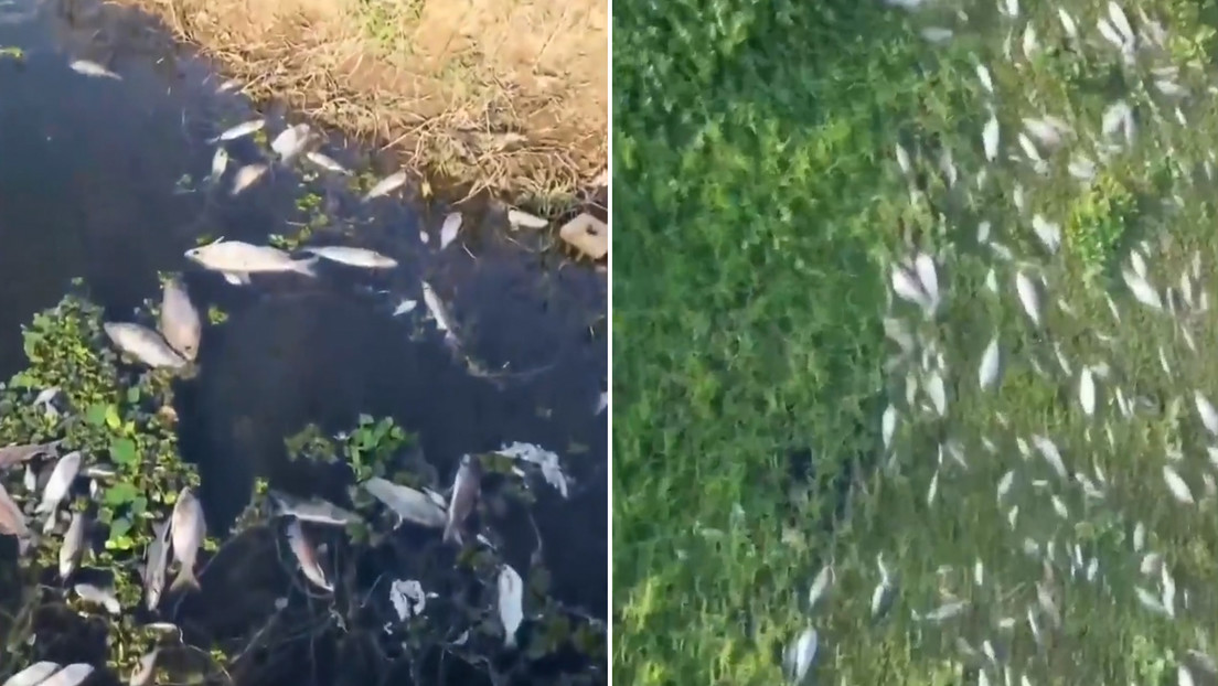 La muerte de toneladas de peces deja en vilo a una comunidad pesquera en Brasil