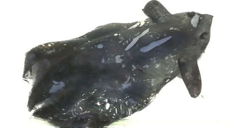 Descubren en China una nueva especie de calamar vampiro
