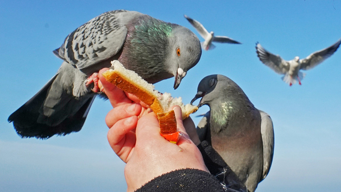 Alimentar palomas en esta ciudad ahora será sancionado con cárcel