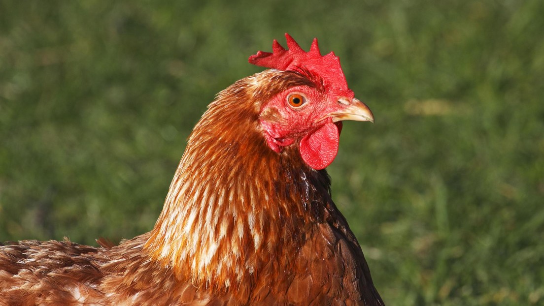 Muere un hombre en España tras decapitar a varias gallinas en un ritual