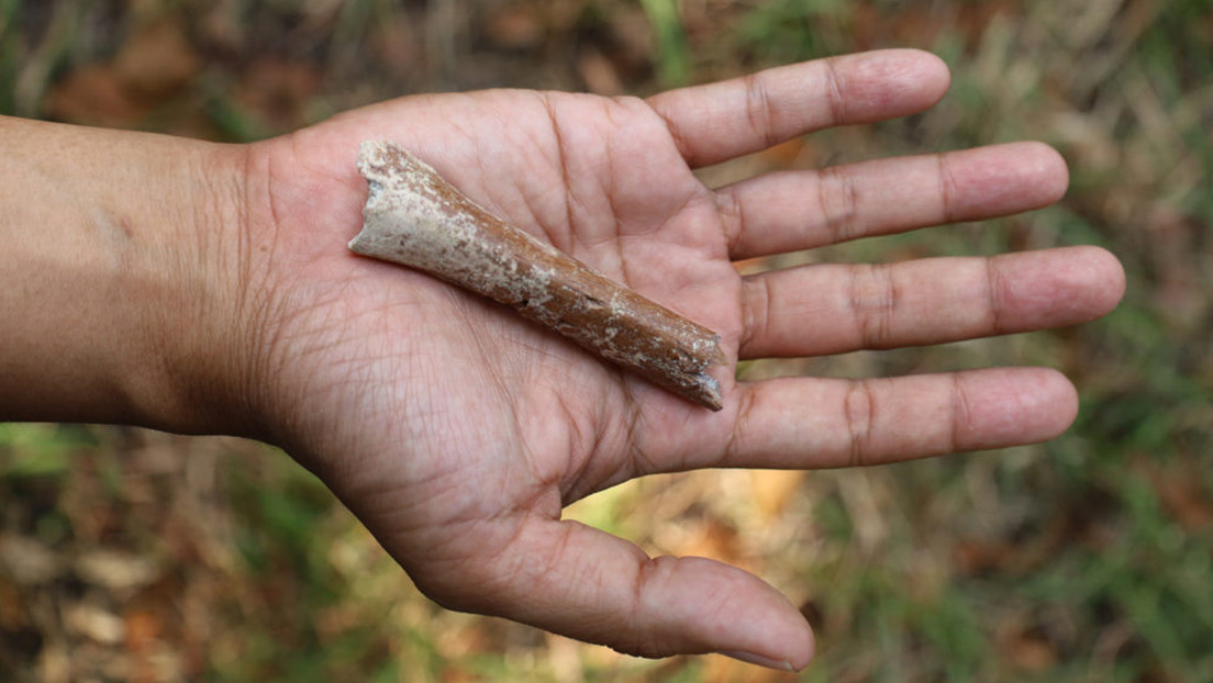 El hallazgo de pequeños huesos revela el misterioso origen de los 'hobbits' de Indonesia