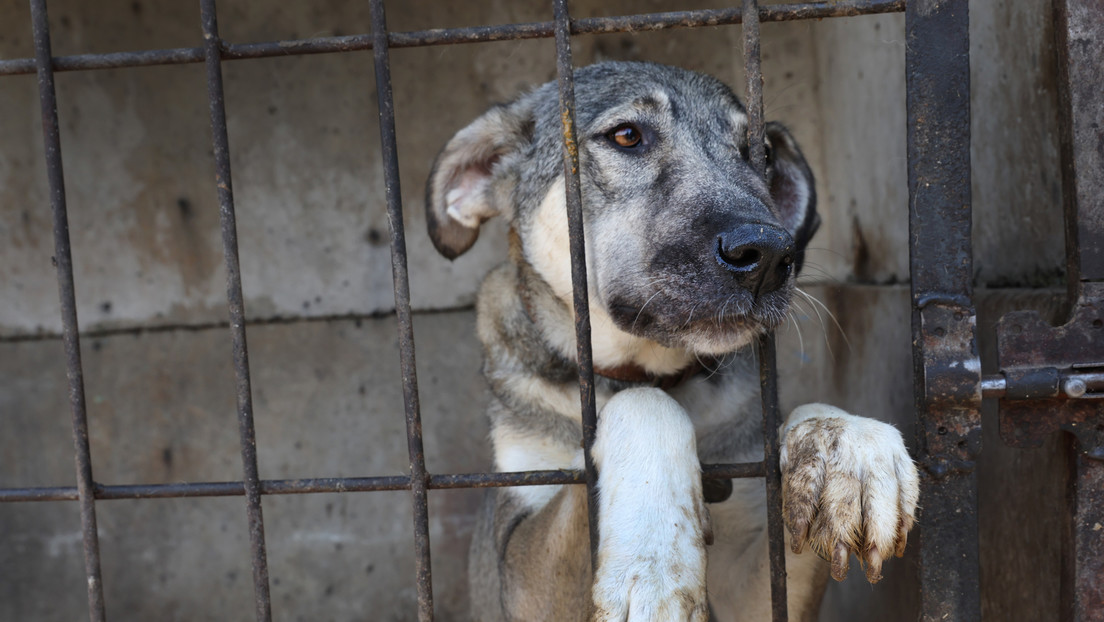 Zoólogo de National Geographic y la BBC es condenado por violar, torturar y matar a perros