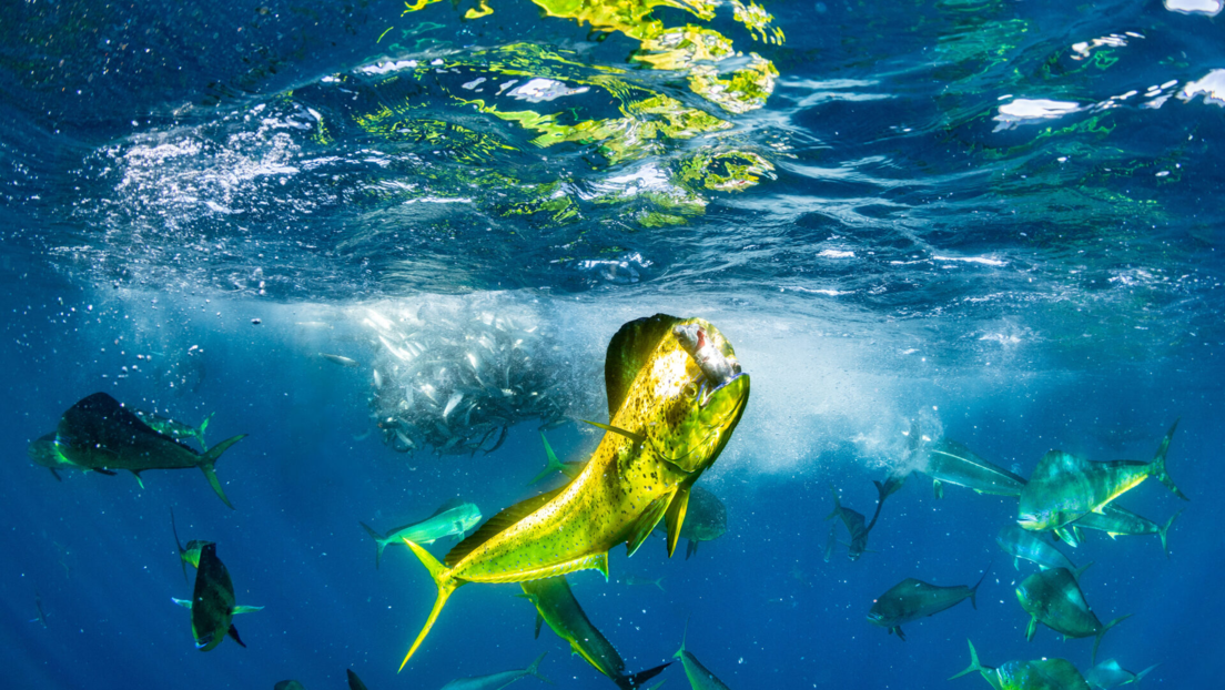 Riqueza marina en imágenes: estos son los finalistas del premio Fotógrafo Oceánico 2024