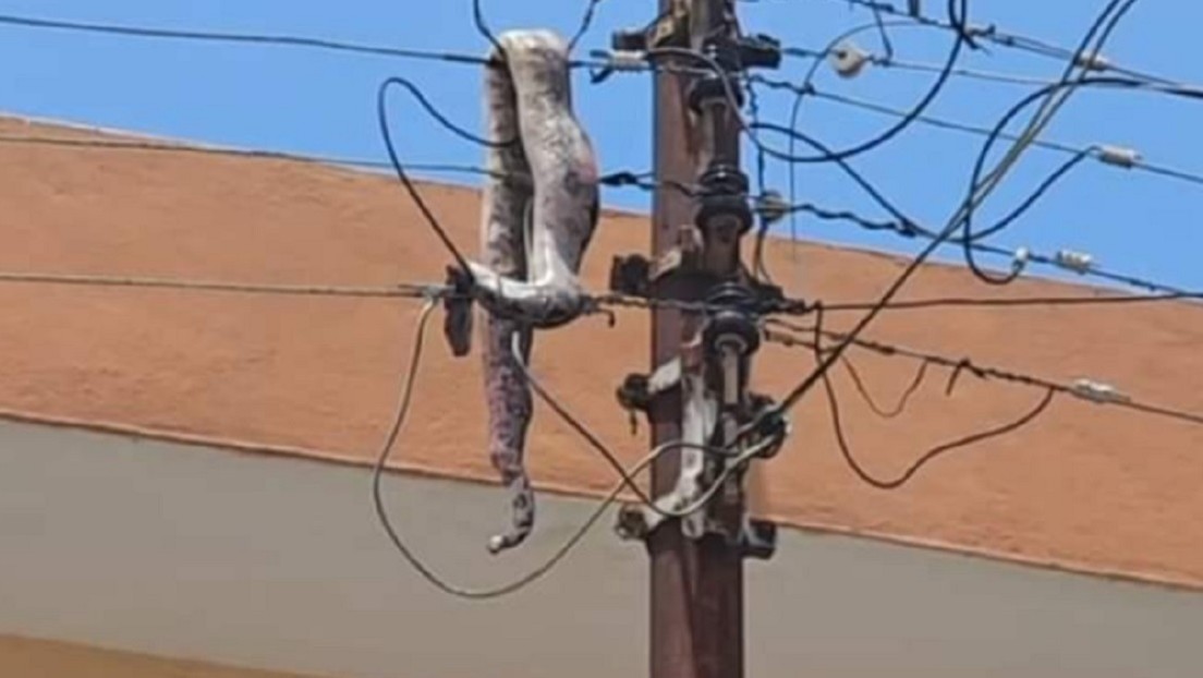 Boa se electrocuta y causa apagón en el centro de una ciudad mexicana (VIDEOS)