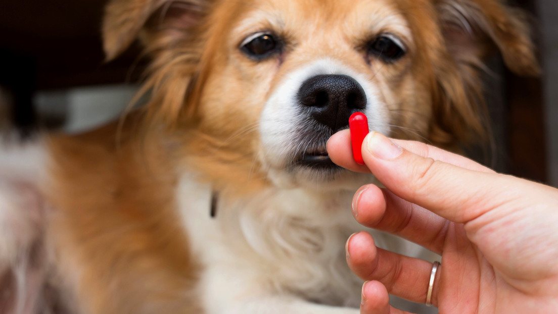 Píldora experimental para revertir el envejecimiento da resultados prometedores en perros