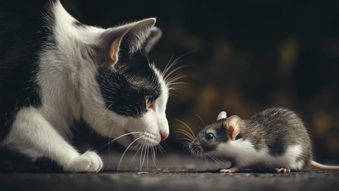 Pakistán 'contratará' gatos para luchar contra las ratas que invaden el Parlamento