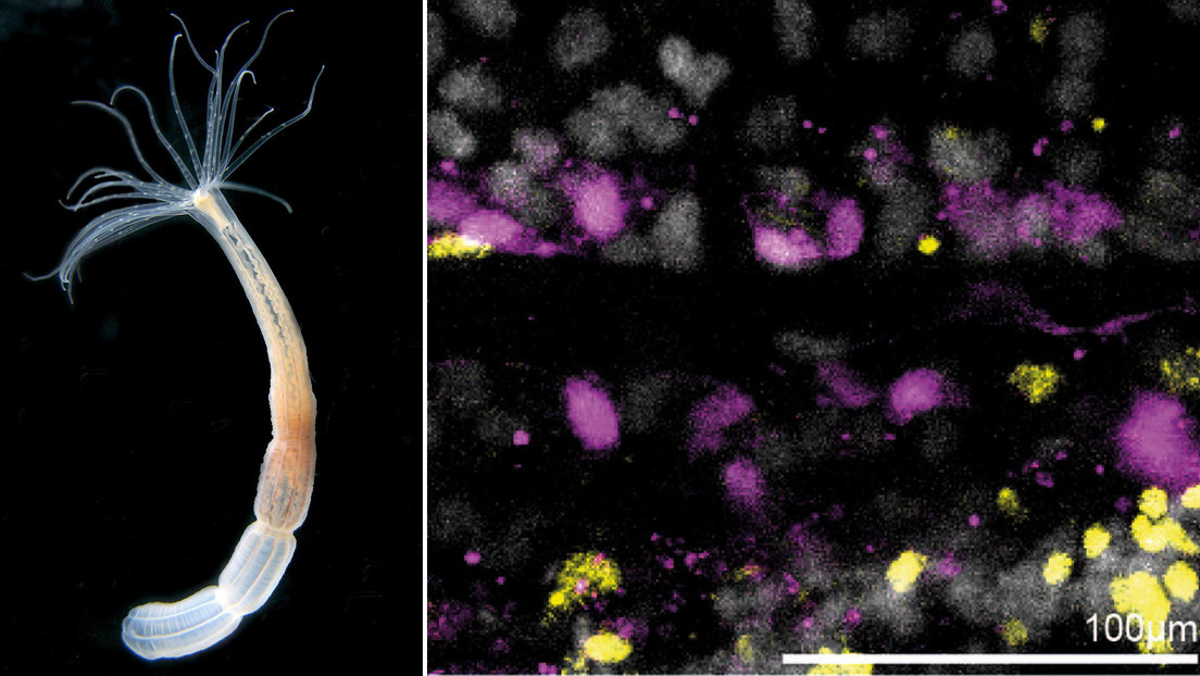 Un pequeño animal marino podría tener el secreto para la inmortalidad