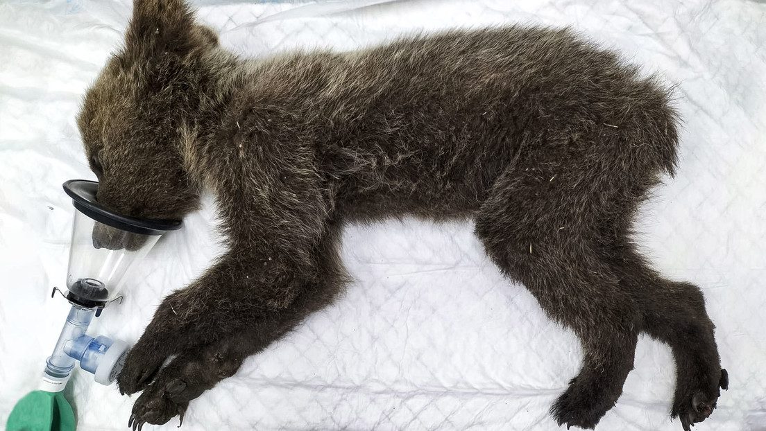 Final feliz para un osezno rescatado en España con las patas quemadas por un incendio