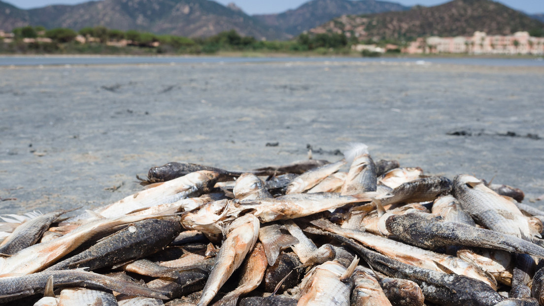 Decenas de toneladas de peces muertos cubren un puerto turístico en Grecia