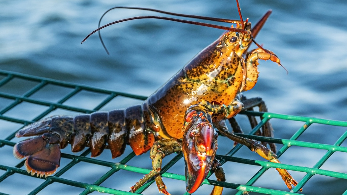 Una langosta ultrarrara regresa al mar tras ser rescatada en supermercado de Nueva York