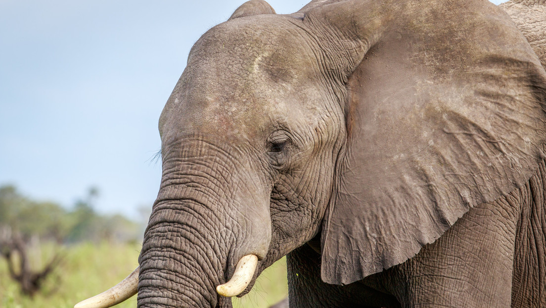 Namibia sacrificará más de 700 animales por la hambruna