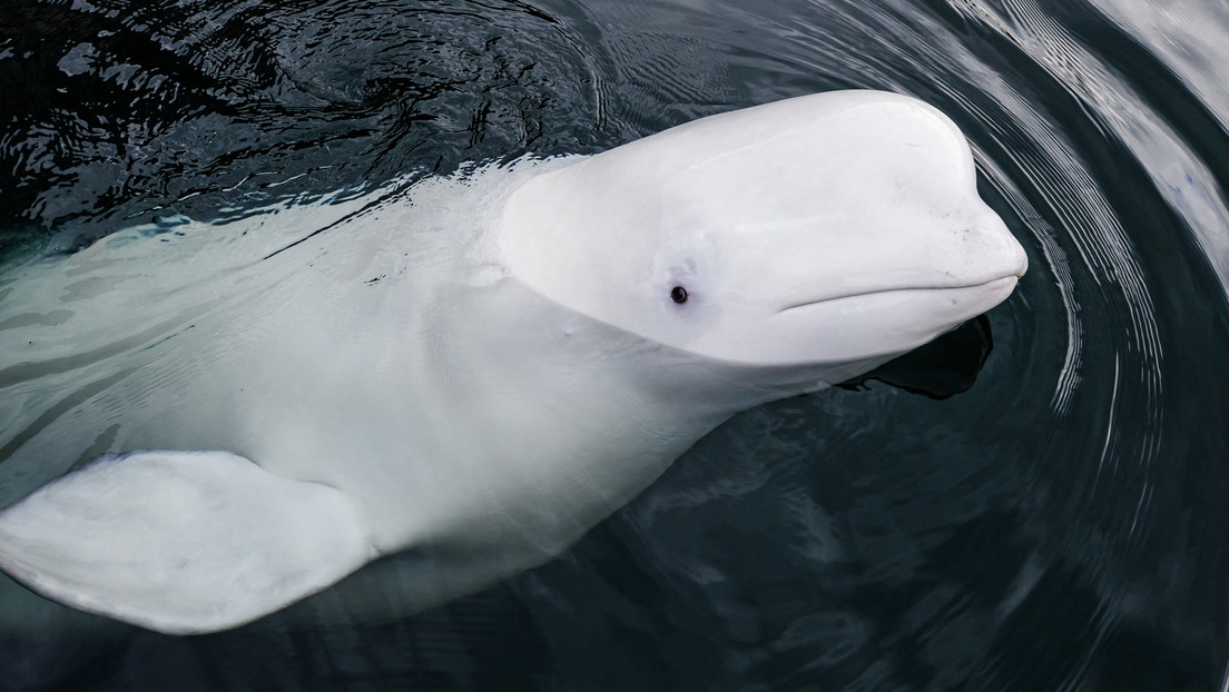 Hallan muerta en Noruega a la famosa 'beluga espía' rusa