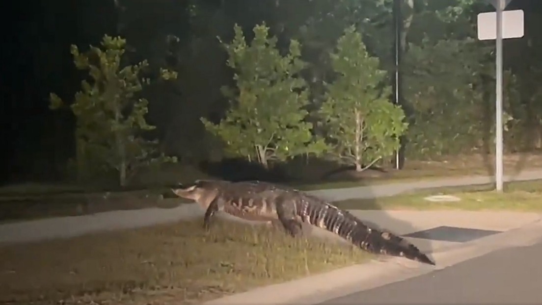 VIDEO: Captan al enorme "rey del barrio" reptiliano paseando por una calle