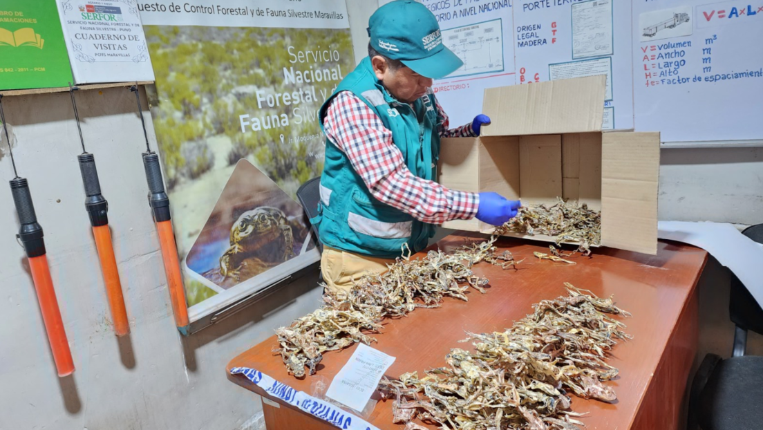 Perú incauta cientos de ranas consideradas "viagra de los incas"