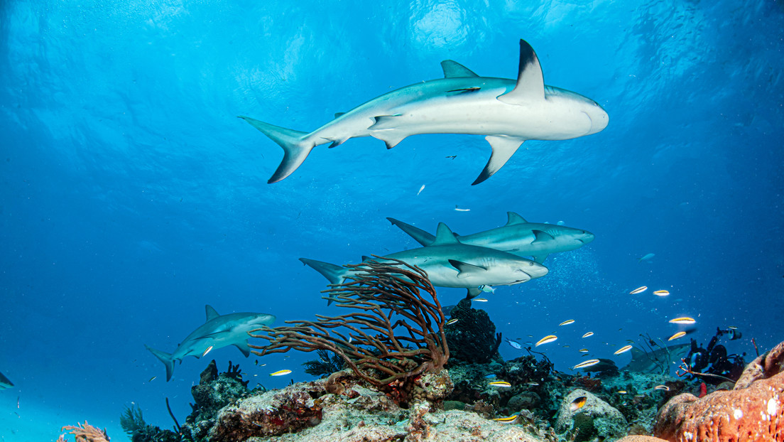 Los tiburones se ven obligados a abandonar los arrecifes de coral