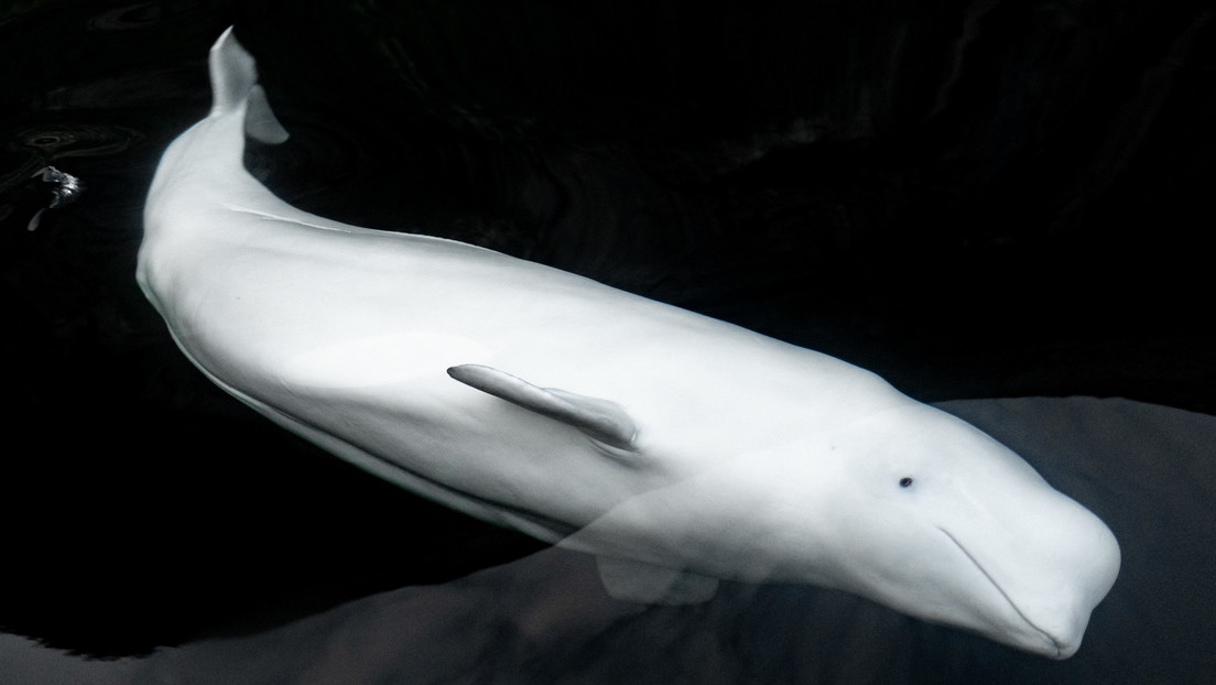 Policía noruega descarta una teoría sobre la muerte de la beluga 'espía rusa' Hvaldimir