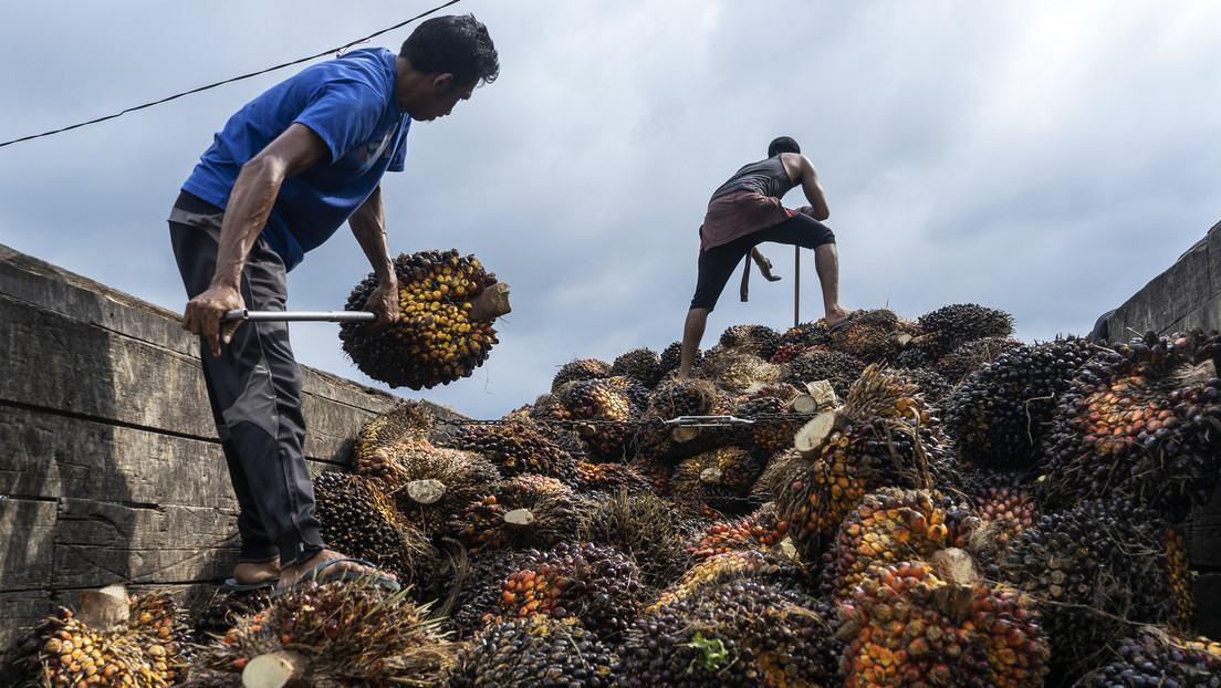 FT: Productores de aceite de palma advierten del "caos" que traerá la ley de deforestación de la UE