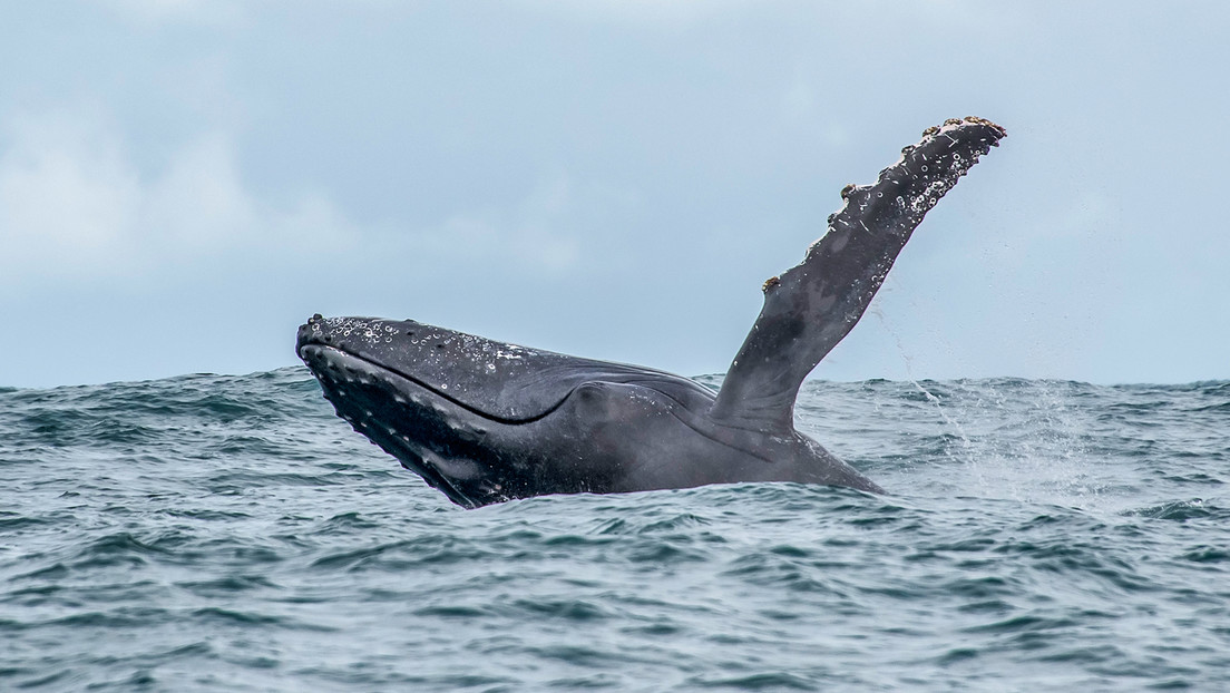 Una tragedia minera en Brasil impacta a ballenas y marsopas nueve años después