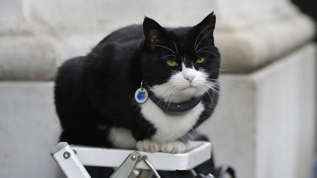 "¡No coman gatos!": Periodista aclara polémica recompensa sobre migrantes en EE.UU.