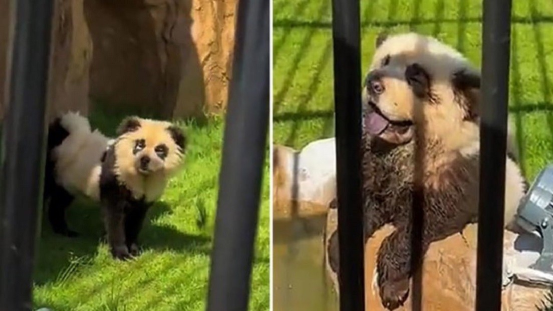 Visitantes de un zoo chino quedan atónitos al ver que los pandas no son lo que esperaban (VIDEO)