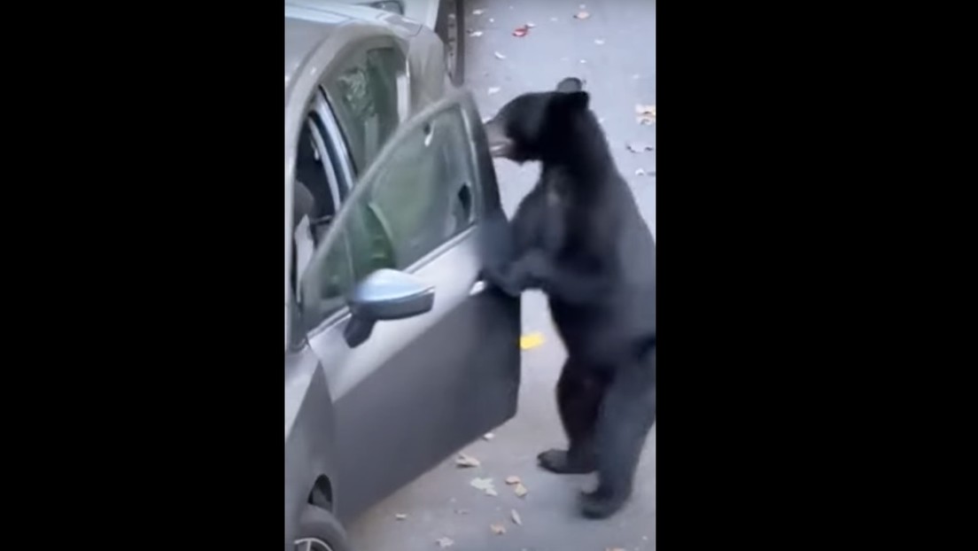 VIDEO: Un mañoso oso abre un coche, se sienta y cierra la puerta