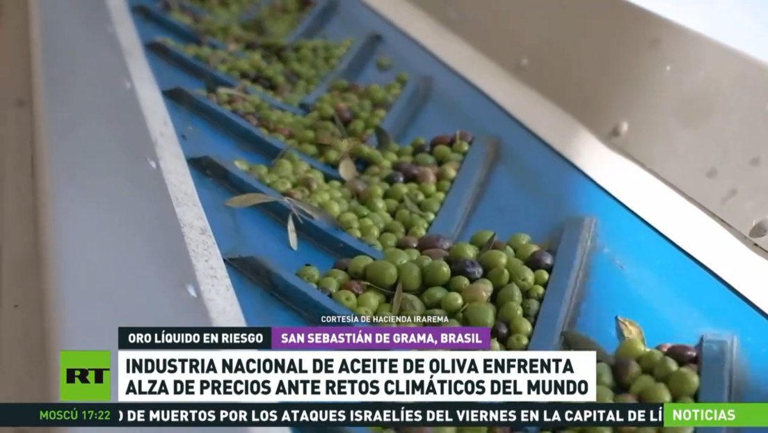 Industria nacional de aceite de oliva en Brasil enfrenta problemas ante retos climáticos