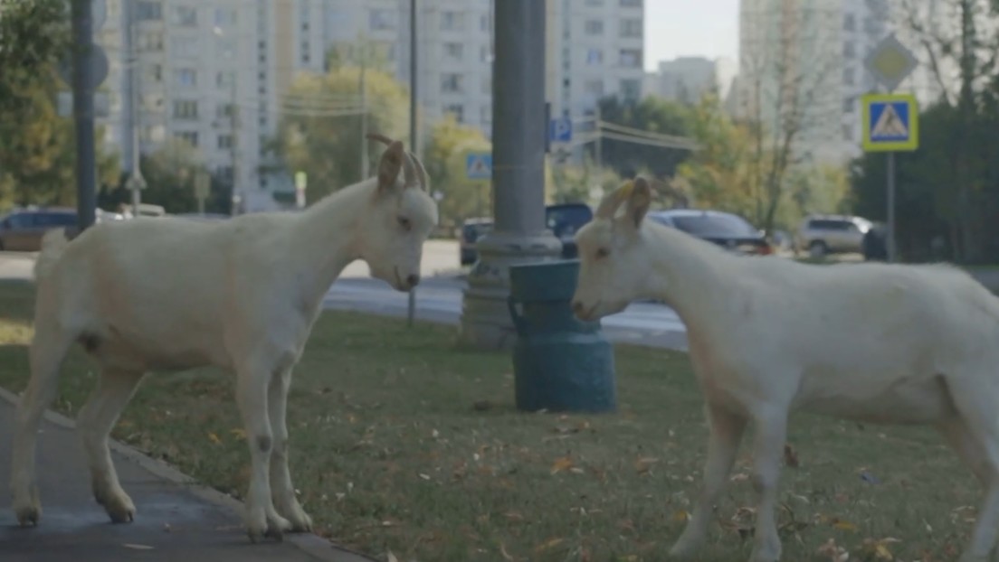 Habitantes de un barrio de Moscú denuncian una invasión de cabras que amenaza sus vehículos