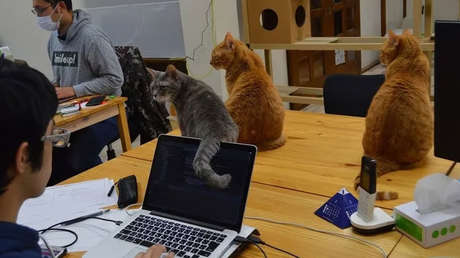 Una empresa 'contrata' a gatos para reducir el estrés laboral y este es el resultado