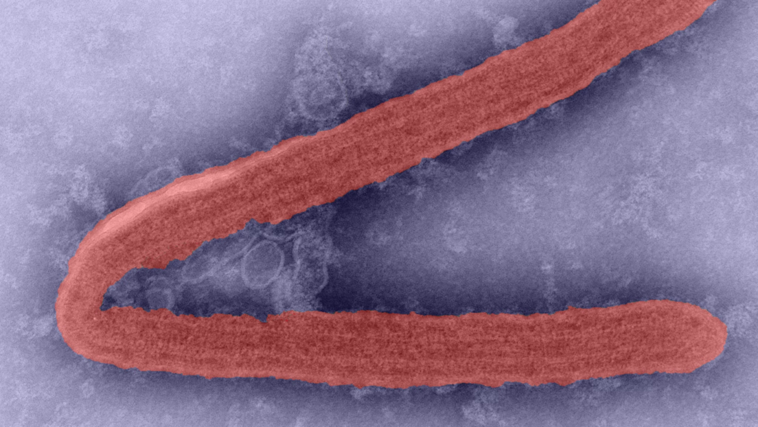 La OMS advierte de una enfermedad incurable causada por un virus altamente infeccioso