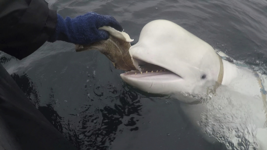 Fin del misterio de la beluga 'espía' hallada muerta en Noruega