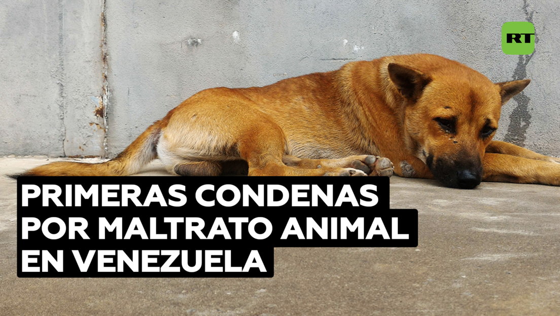 Primeras condenas por maltrato animal en Venezuela mientras se aboga por el respeto y cuidado de mascotas