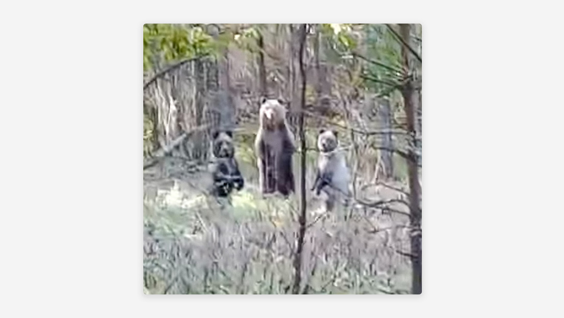 "Encantado": Un hombre ruso se encuentra con unos osos, les pide que se vayan, y pasa esto (VIDEO)