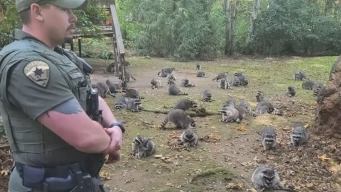 Mujer, que daba de comer a mapaches, escapa cuando aparece una manada hambrienta en su casa