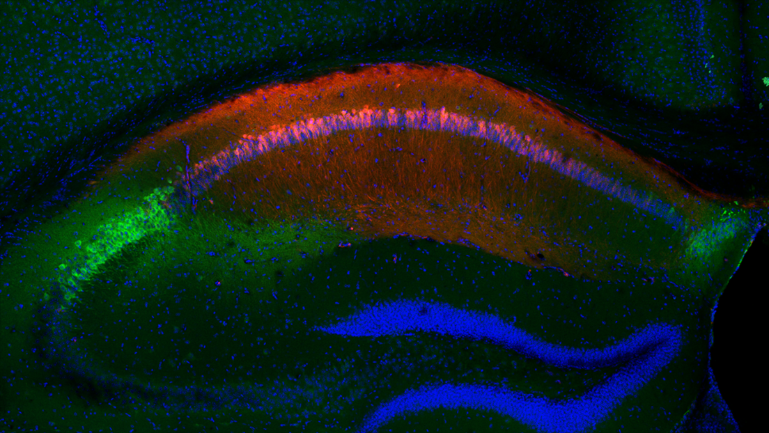 Así almacena el cerebro los recuerdos aterradores de personas que nos dan miedo