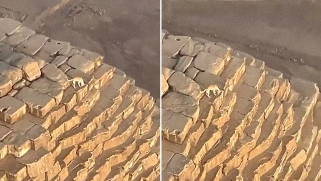 VIDEO: Descubren a un perro en la cúspide de la pirámide de Giza