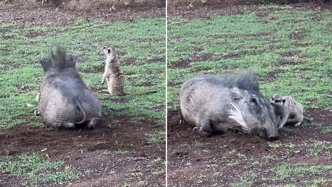 VIDEO: Graban a Timón y Pumba de la vida real