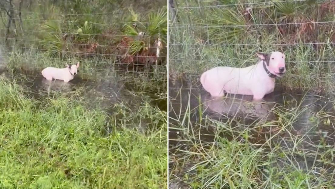 Detienen a un hombre por dejar a su perro atado a una valla antes del paso del huracán Milton