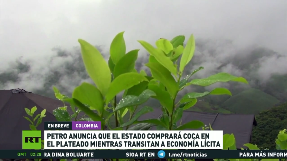 Petro anuncia que el Estado comprará coca en el municipio colombiano de El Plateado