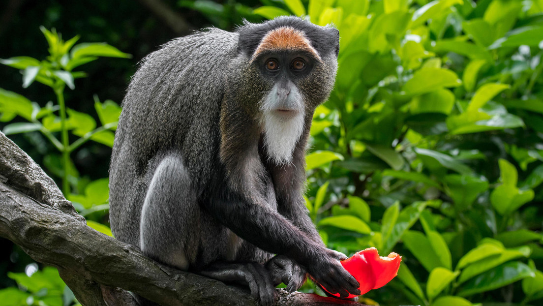 Monos mueren en un zoo de Hong Kong por una rara y mortal bacteria que afecta a los humanos