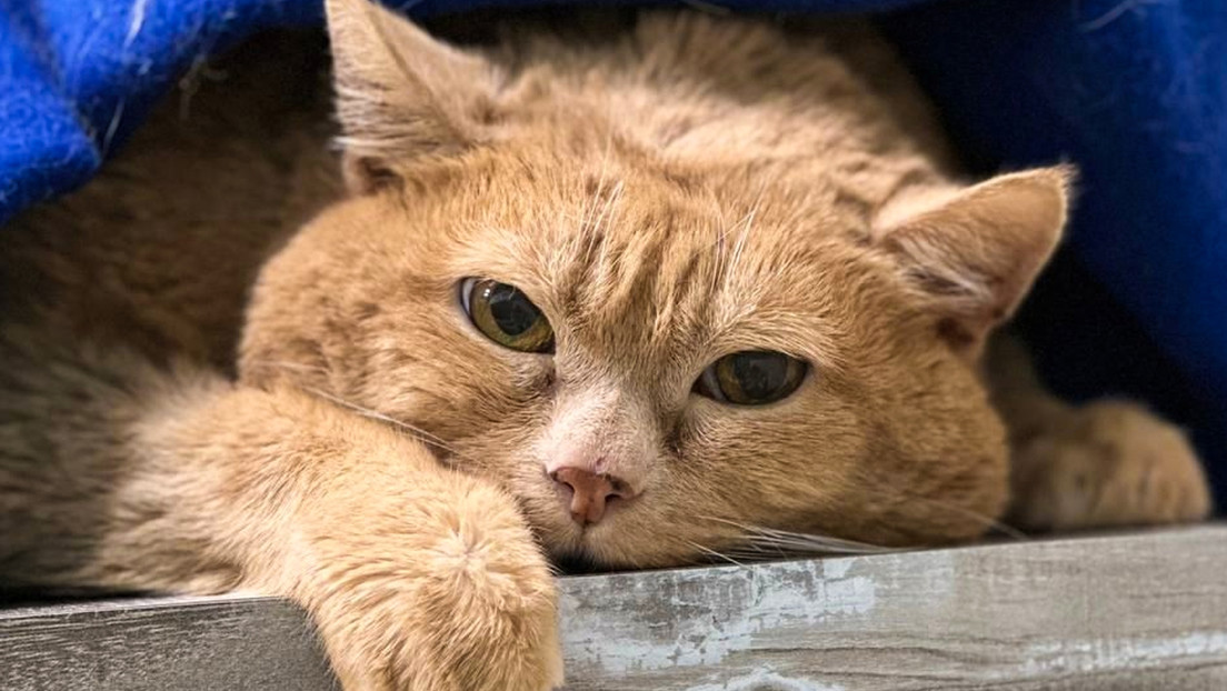 A la 'caza' de un cuerpazo fallece Króshik, el gato de 14 kilos del que era fan toda Rusia